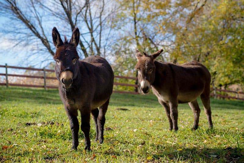 two brown miniature donkeys in a green lush pasture