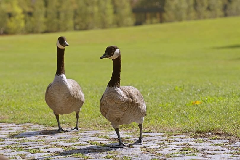 two canada goose walking