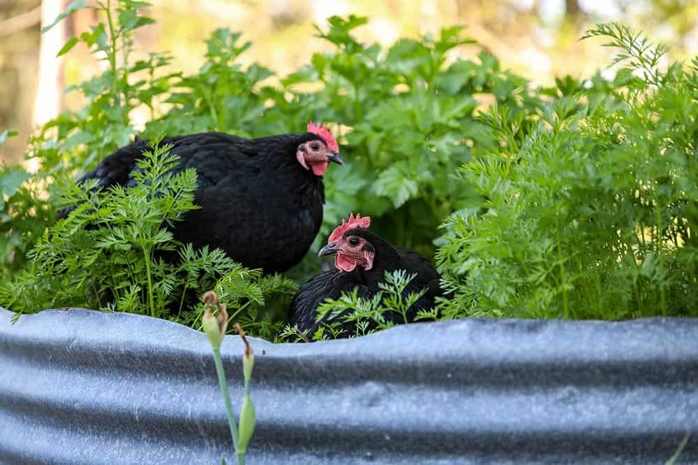 two chickens in the vegetable garden