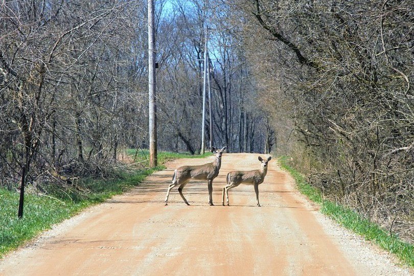 two deers standing on the road