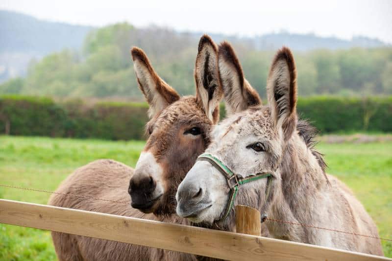 two donkeys on the meadow