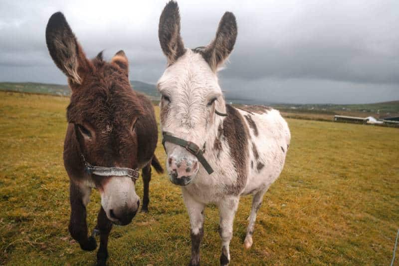 two donkeys standing on the grassfield in Ireland