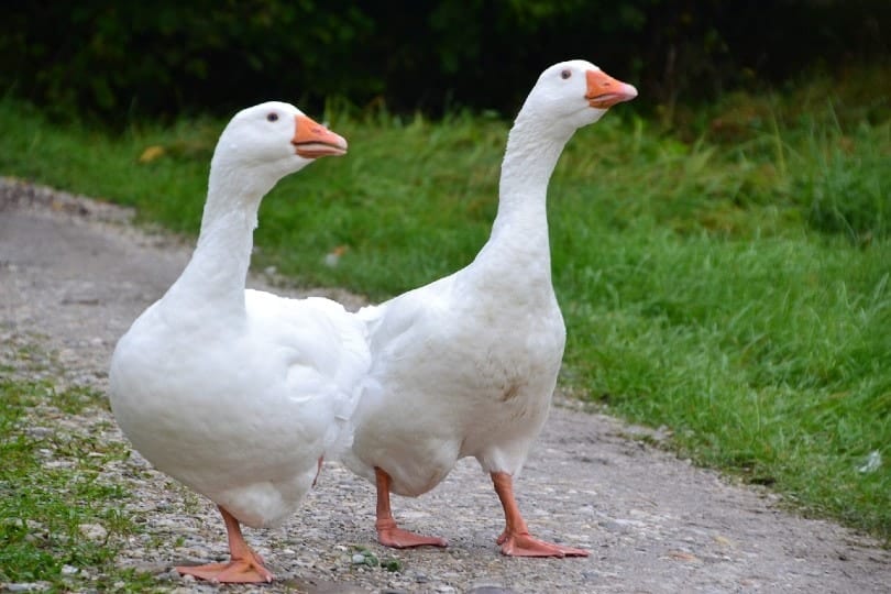 two embden geese