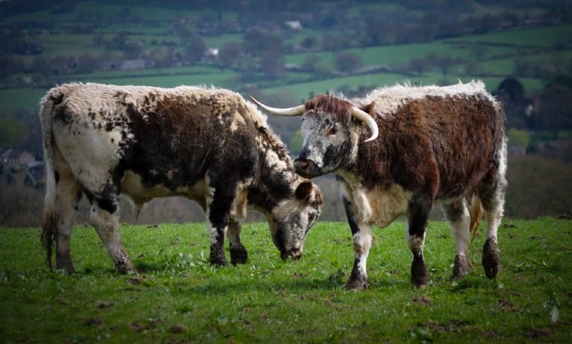 two english longhorn cattle out in the field