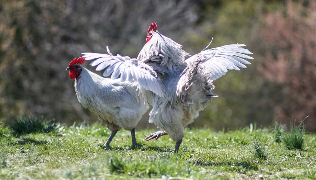 two Lavender Orpington Chickens