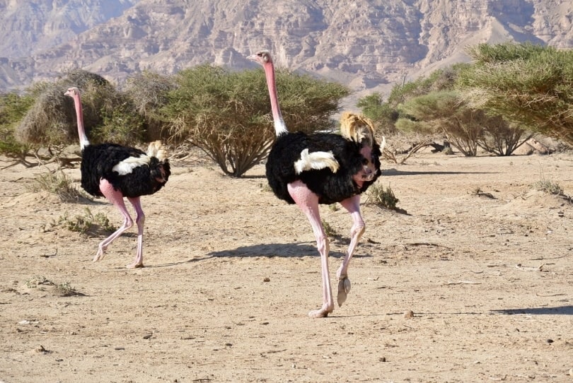two north african ostriches walking