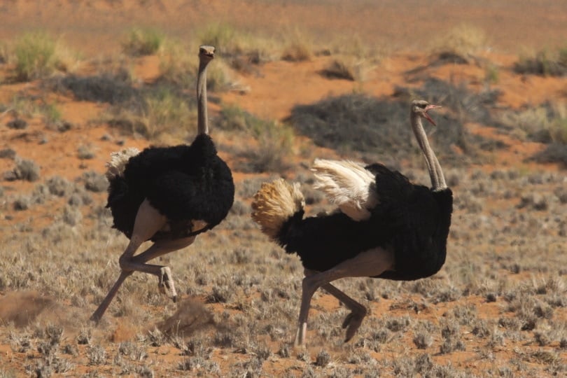 two ostrich running