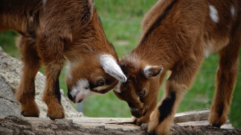 two pygmy goats