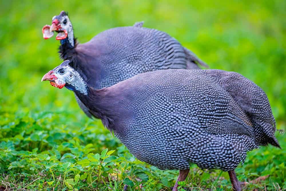 two royal purple guinea fowls
