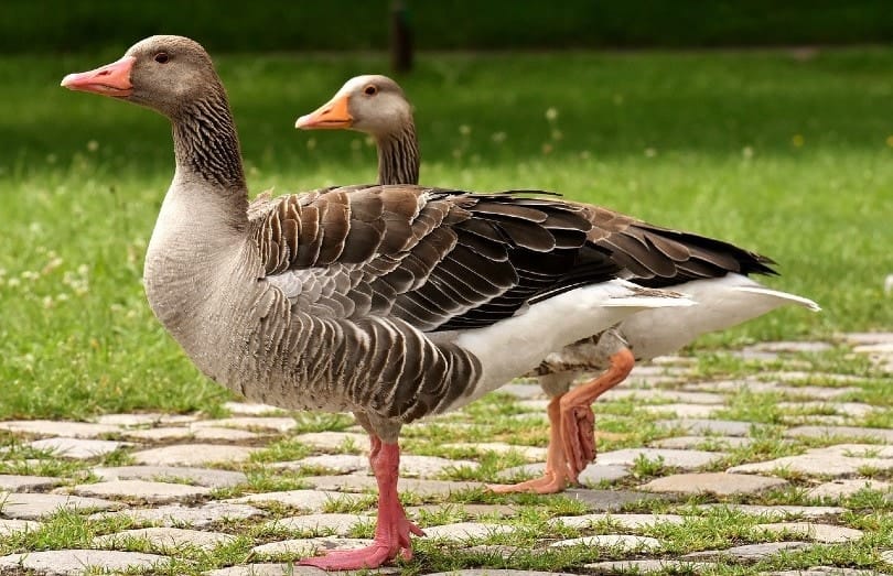 two toulouse geese