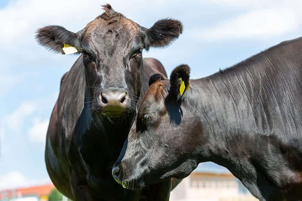 two wagyu cattles up close