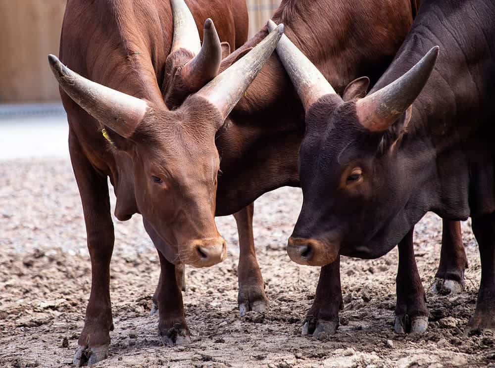 two watusi cattles up close
