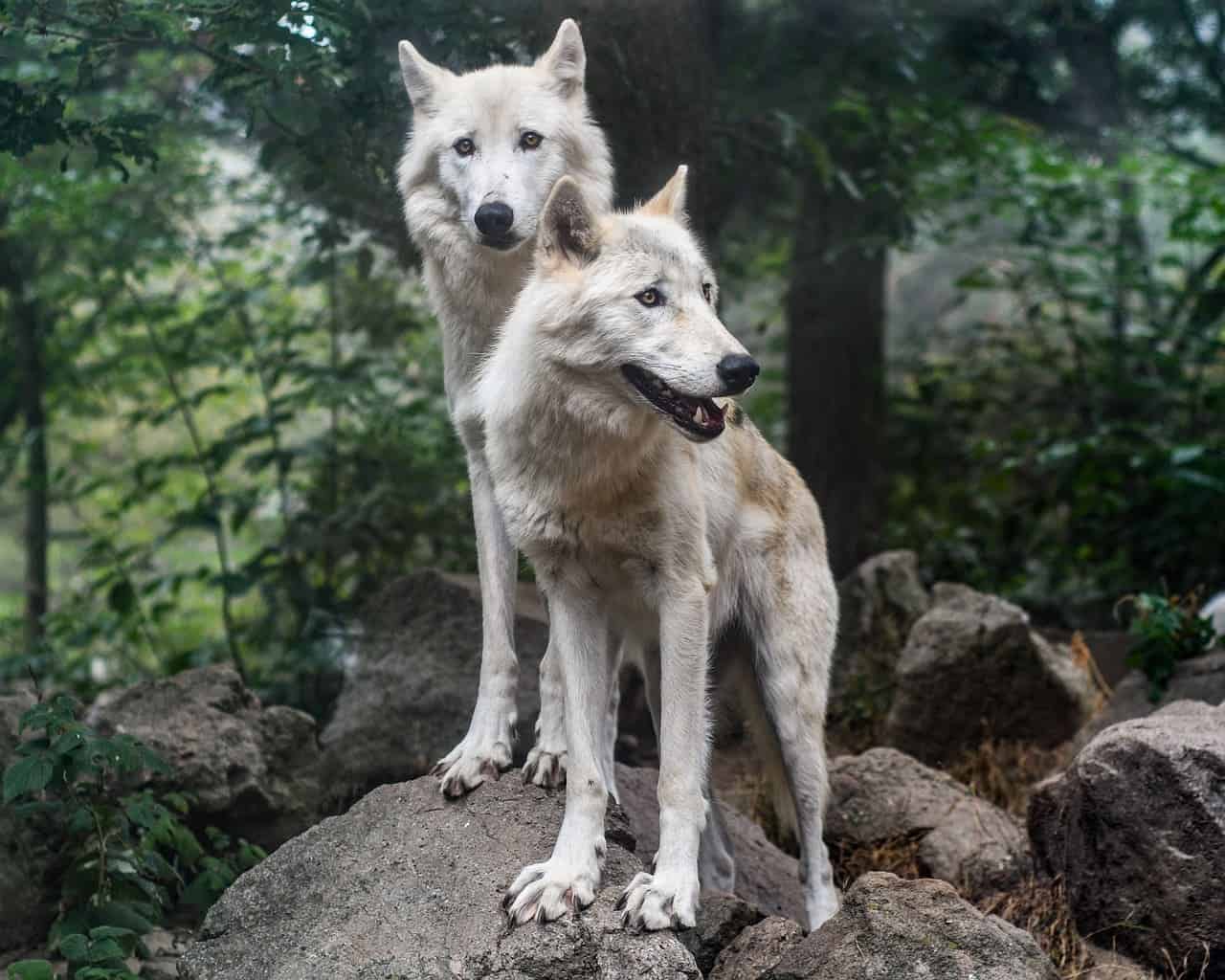 two wolves outdoor
