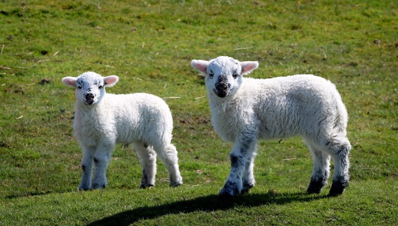 two young sheep on the grass