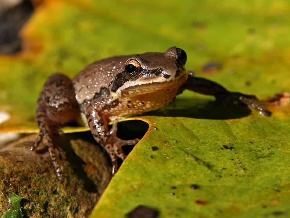 Upland Chorus Frog 