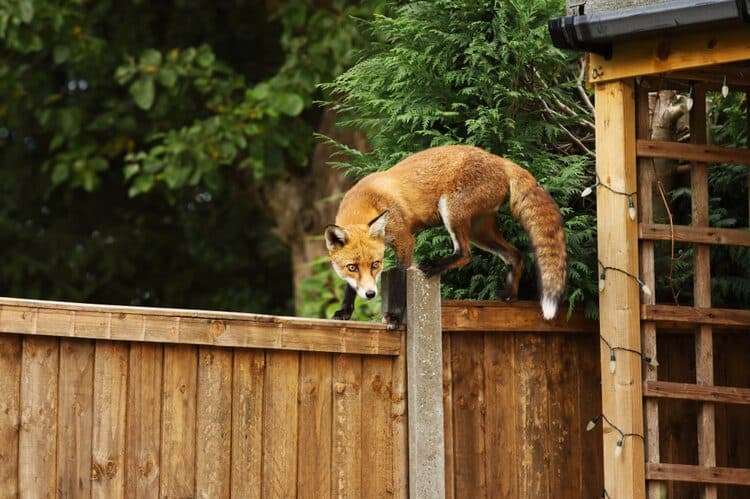 urban red fox