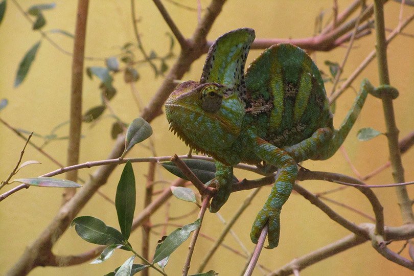 veiled chameleon on a tree branch