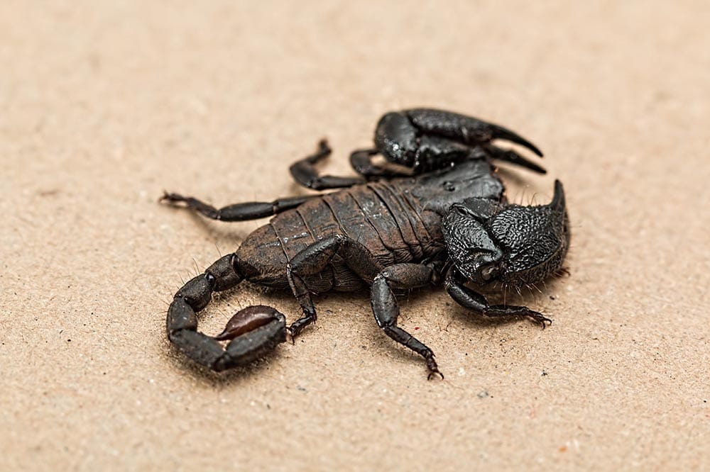 venomous scorpion close up