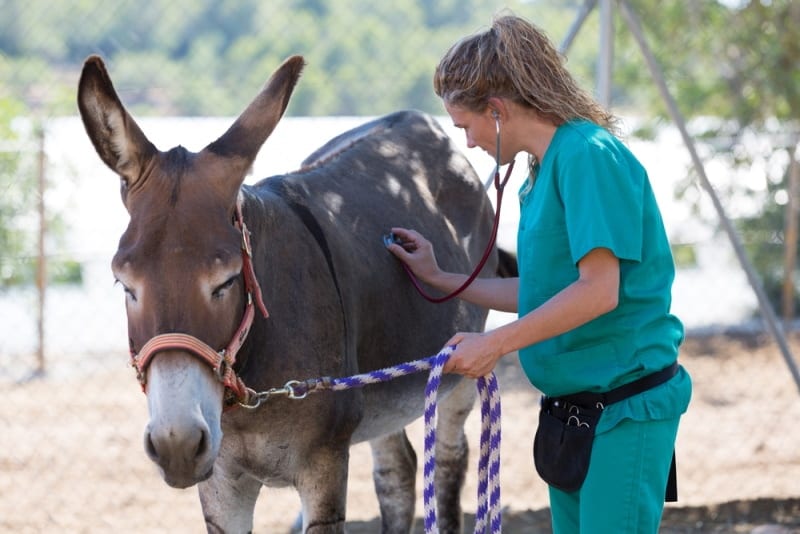 vet checking donkey