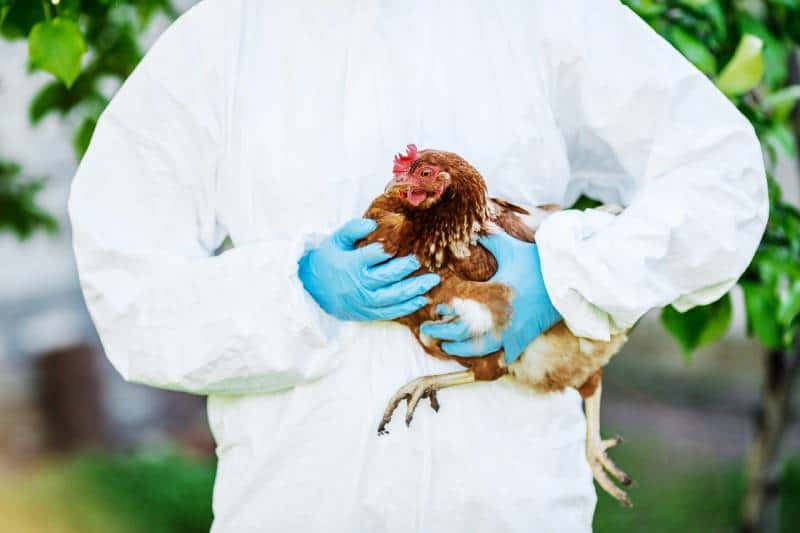 vet doctor examining chicken