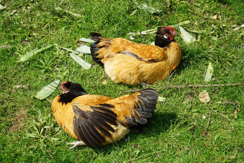 vorwerk chickens in the grass