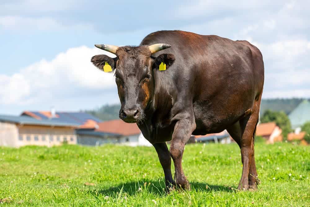 Wagyu cattle on green meadow