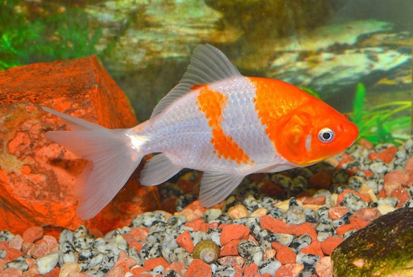 wakin goldfish in a tank