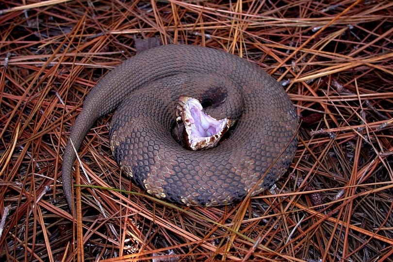 water moccasin snake