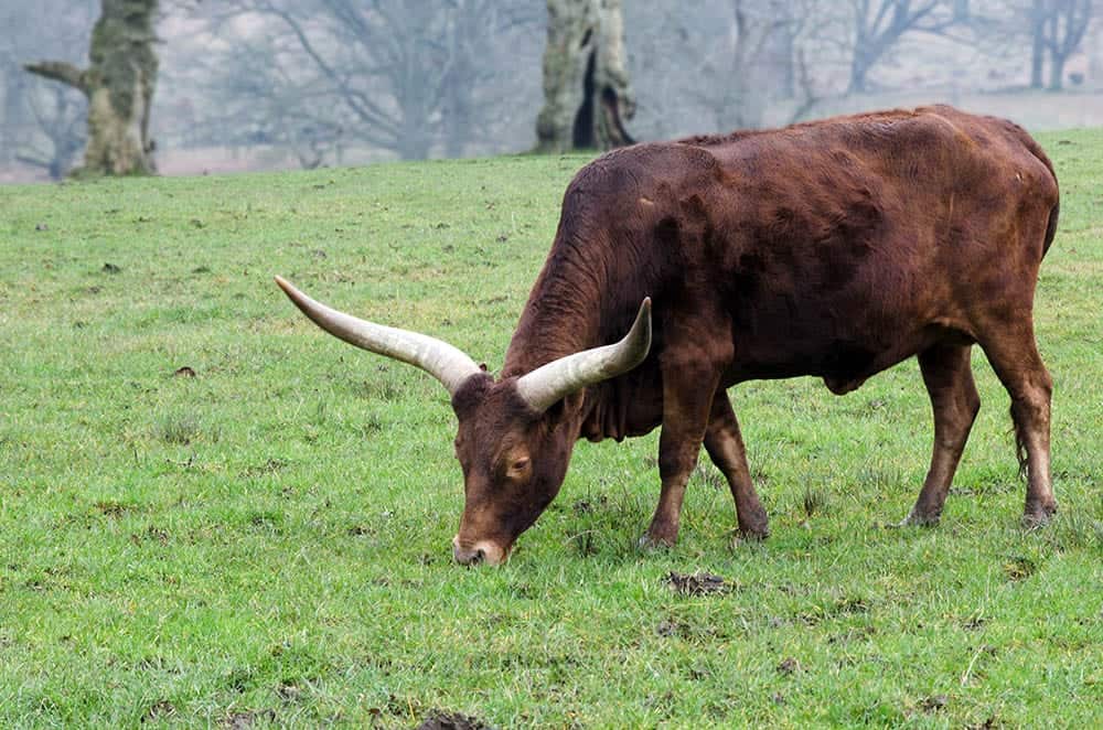 watusi cattle eating grass