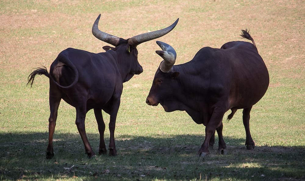 watusi cattles in the field