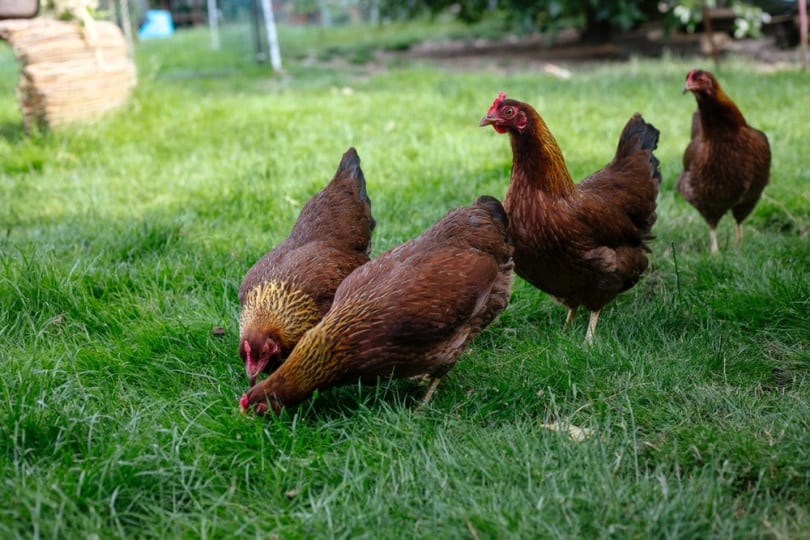 welsummer chickens on the grass
