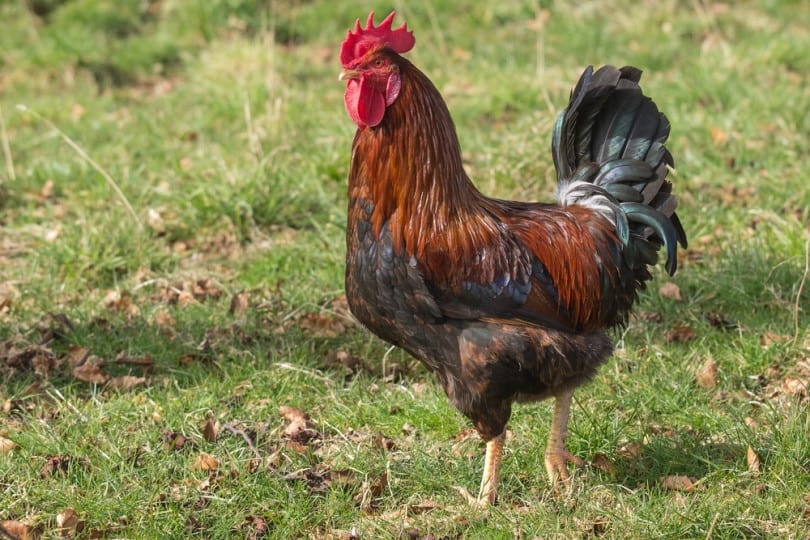 welsummer cock on the grass