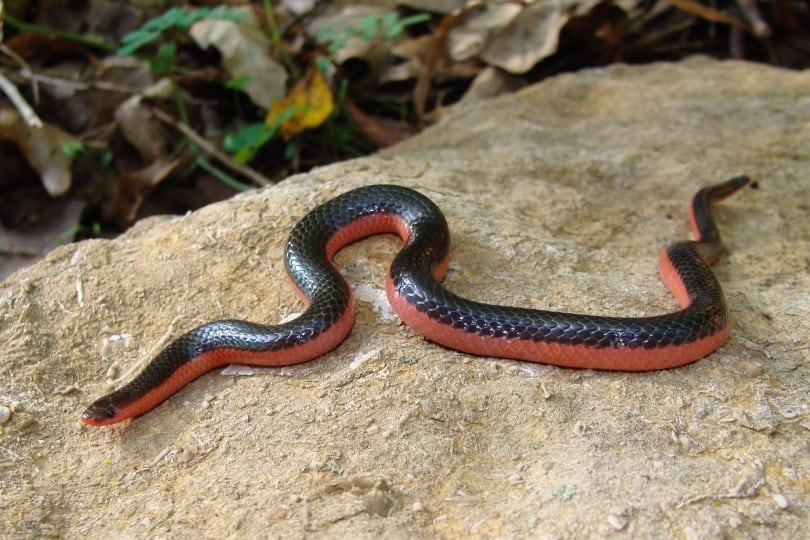western worm snake
