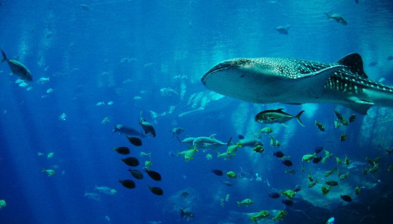 whale shark aquarium