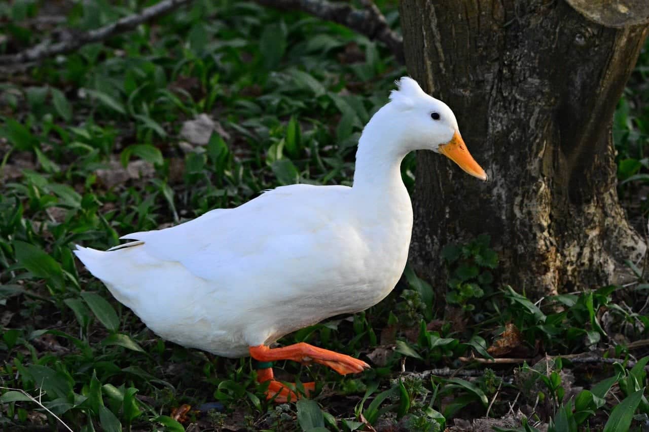 white Bali duck crested