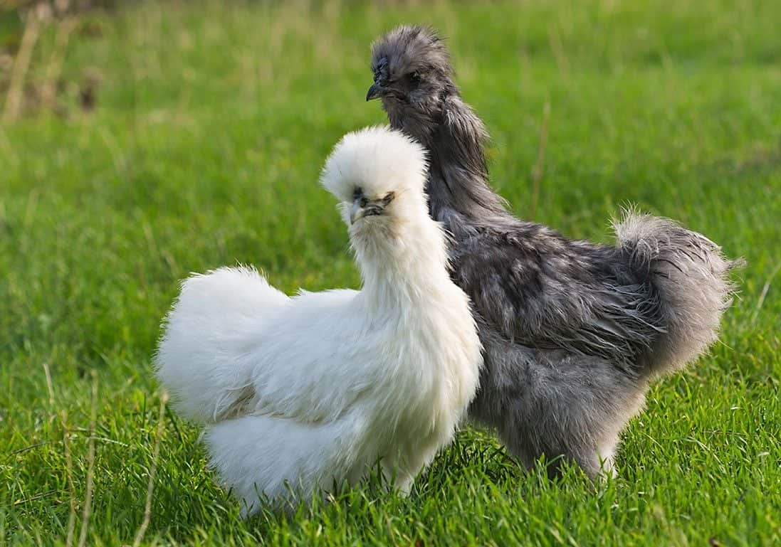 white and grey silkie chickens