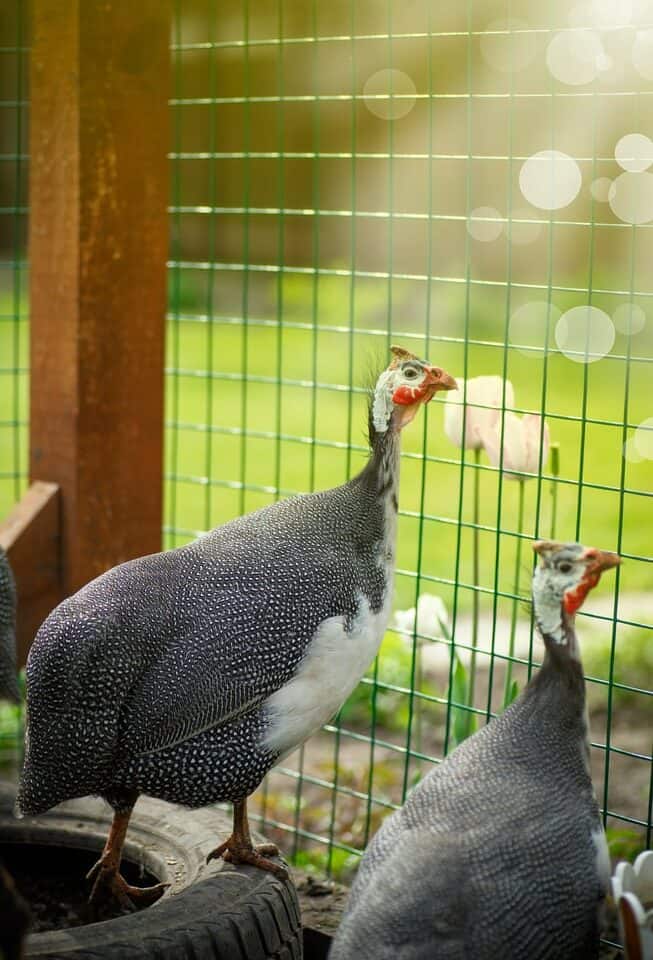 white breasted guineafowls in outdoor cage