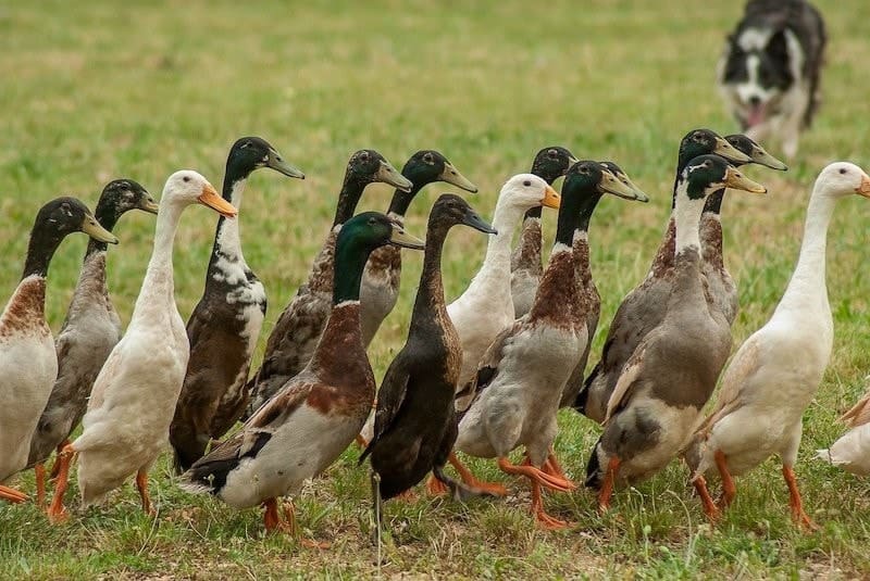 white brown and grey Indian Runner Ducks with Border Collie dog
