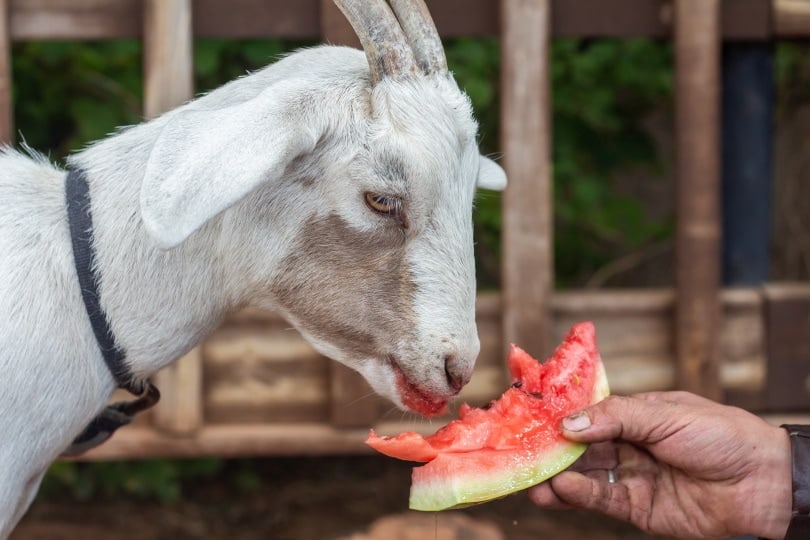white goat eats watermelon