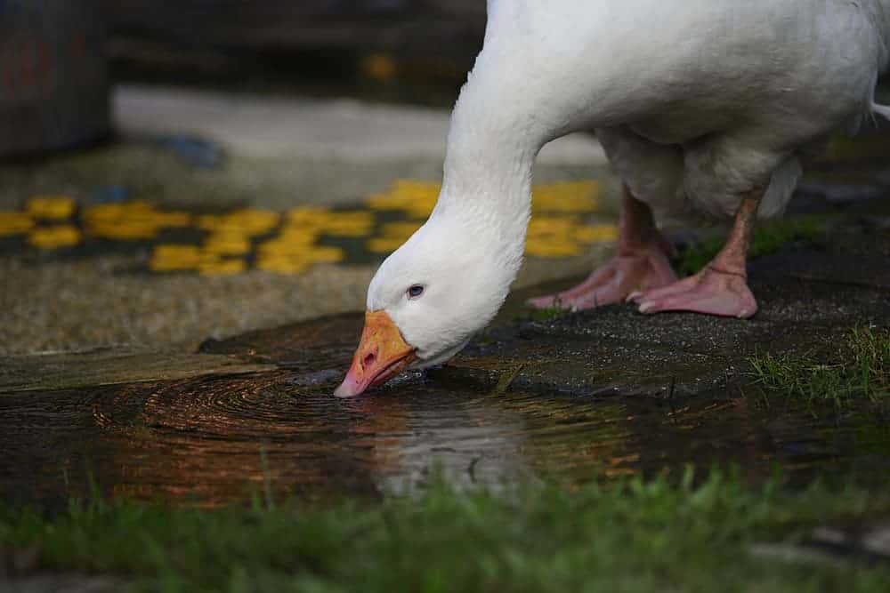 white roman goose drinking water