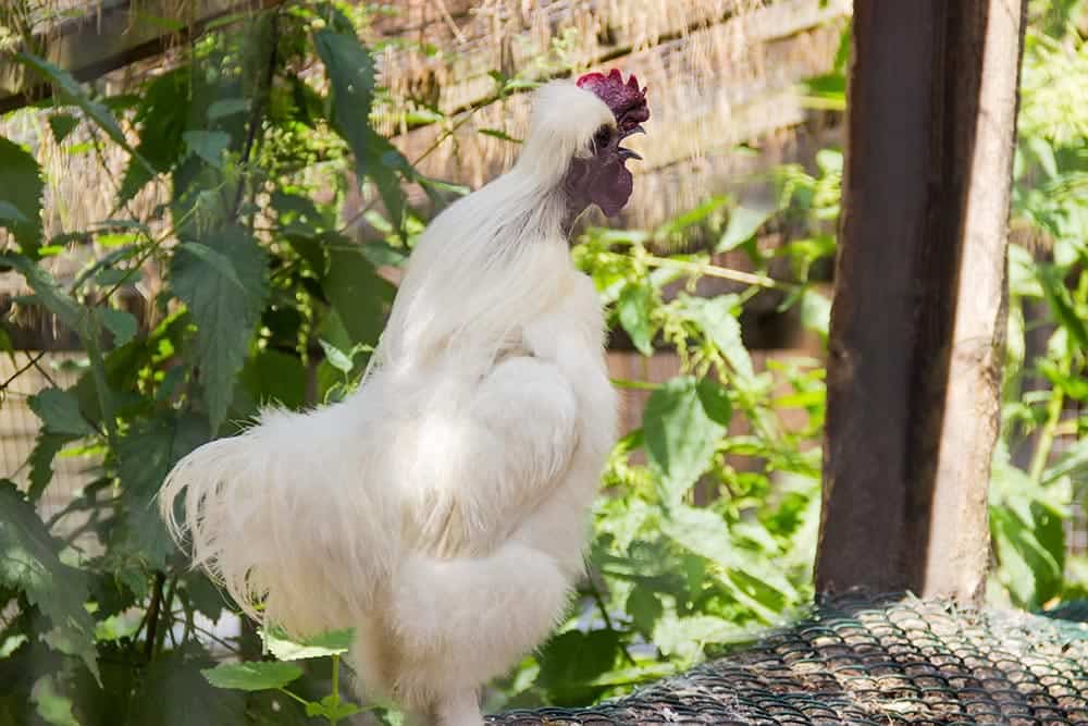 white silkie rooster crowing