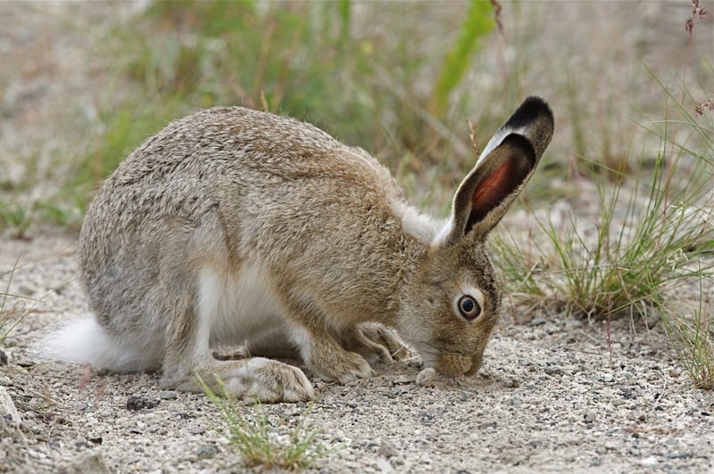 white tailed jack rabbit eating
