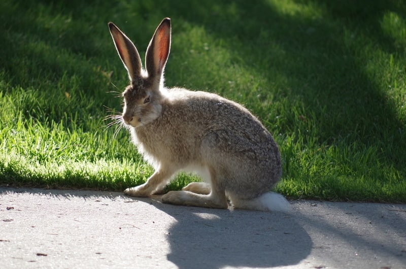 white tailed jack rabbit