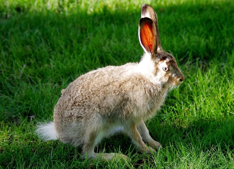 white tailed jack rabbit