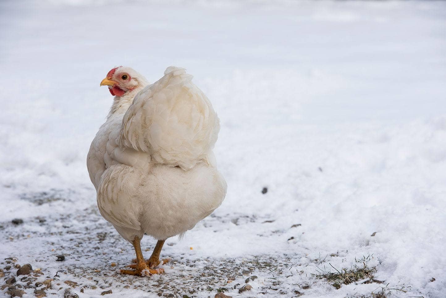 white wyandotte chicken in the snow