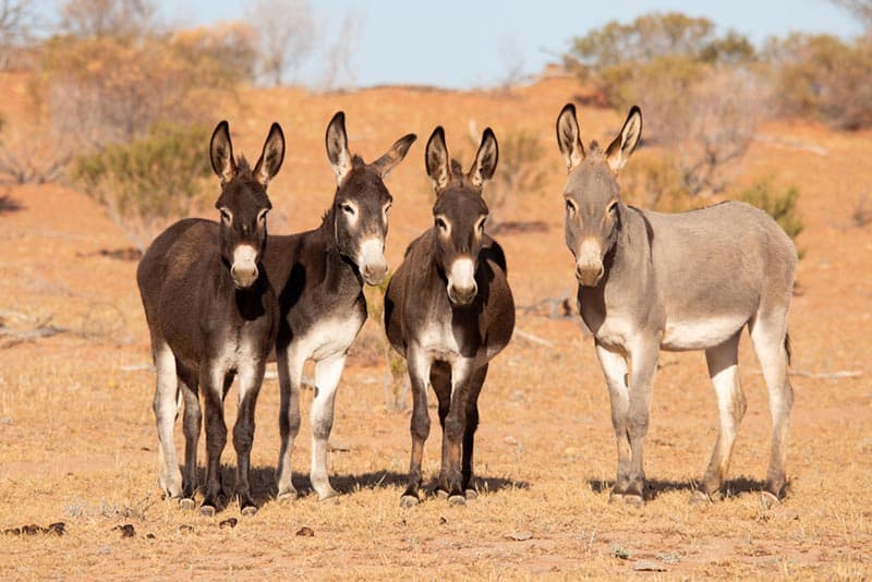 wild donkeys living in outback Australia