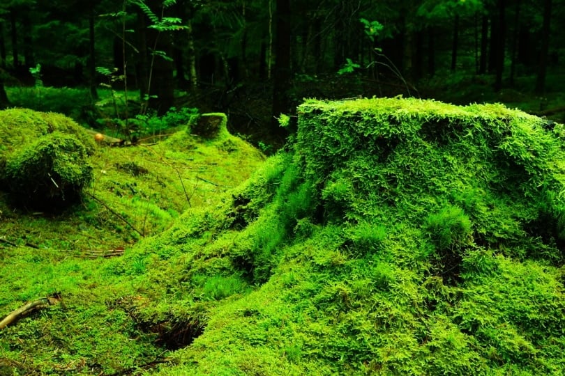 wild moss growinig on the ground