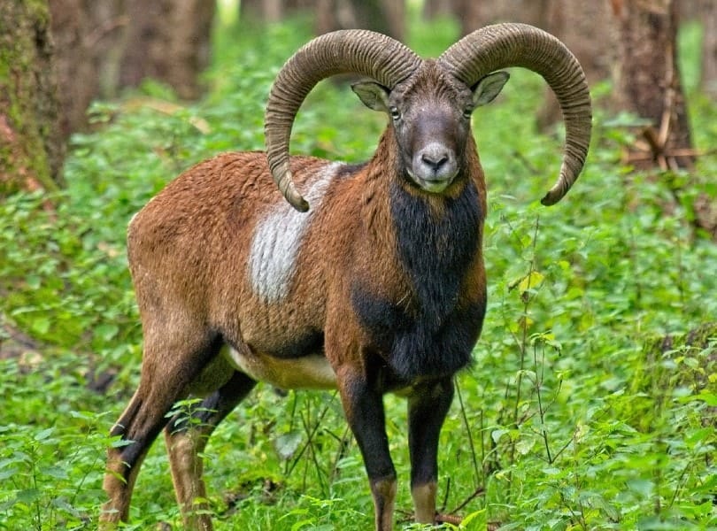 wild sheep in the forest
