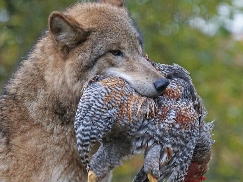 wolf with dead chicken in mouth