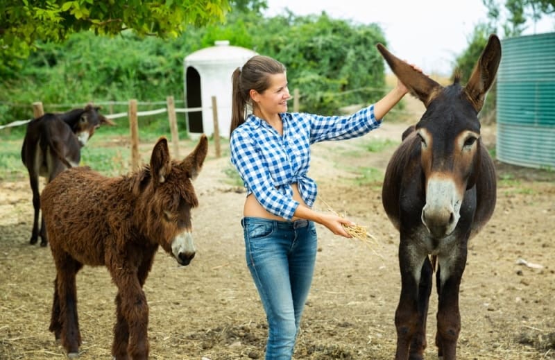 woman feeding donkey